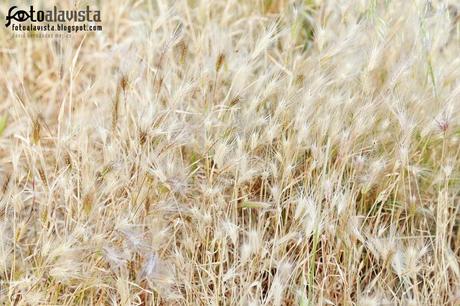 Espigas de primavera. Fotografía creativa - Fotografía decorativa