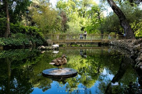 preboda en parque