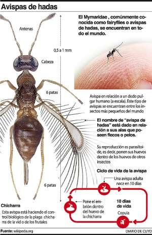 AL COMBATE DE LA CHICHARRA EN IGLESIA