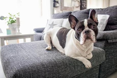 El encanto de nuestro salón: Una planta de hierbabuena