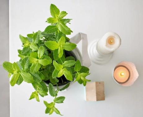 El encanto de nuestro salón: Una planta de hierbabuena