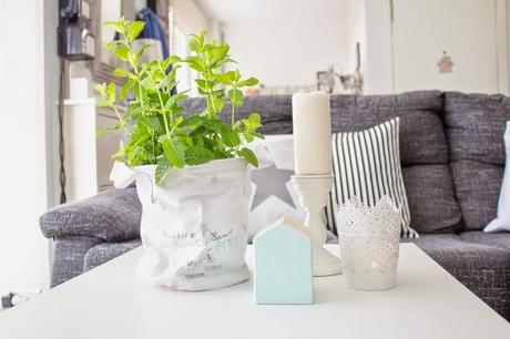 El encanto de nuestro salón: Una planta de hierbabuena
