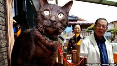 www.bbc.comUn gato qué desapareció tras el tsunami de Jap...