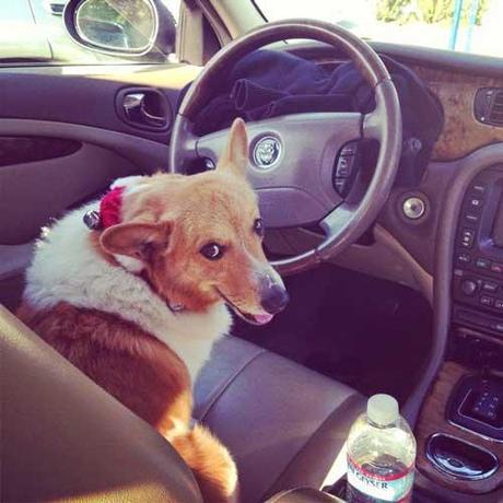 Steadfast Stanley, el cortometraje de John Cody que consigue conmoverte en menos de 5 minutos photo steadfast-stanley-max.jpg