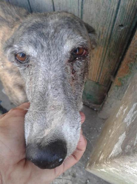 ¿PORQUE TUVE QUE NACER, SI NUNCA NADIE ME QUISO?