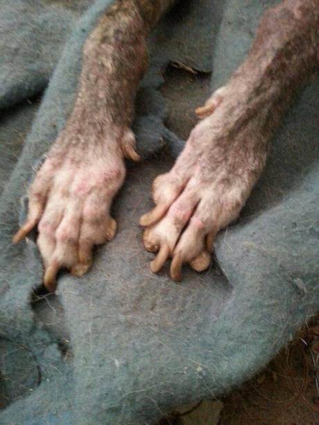 ¿PORQUE TUVE QUE NACER, SI NUNCA NADIE ME QUISO?