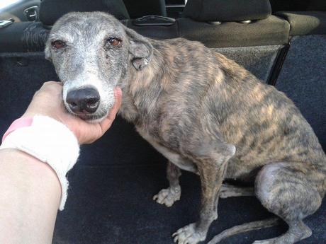 ¿PORQUE TUVE QUE NACER, SI NUNCA NADIE ME QUISO?