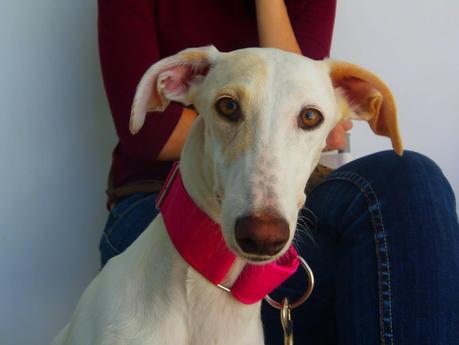 SOL, UN GALGUITA MUY ESPECIAL QUE BUSCA SU LUGAR EN EL MUNDO. (SEVILLA)