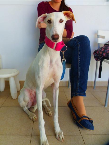 SOL, UN GALGUITA MUY ESPECIAL QUE BUSCA SU LUGAR EN EL MUNDO. (SEVILLA)