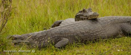 Segunda visita a la UC. Cambyretá
