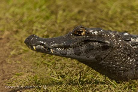 Segunda visita a la UC. Cambyretá