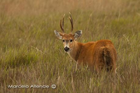 Segunda visita a la UC. Cambyretá