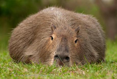 Segunda visita a la UC. Cambyretá