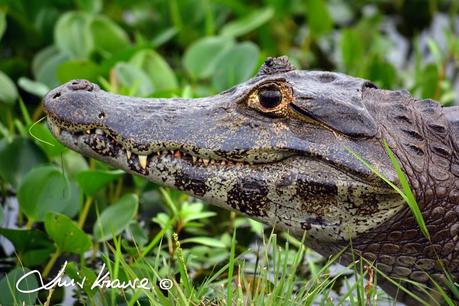 Segunda visita a la UC. Cambyretá