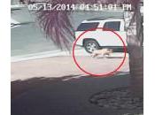 VIDEO: gato salva niño ataque perro