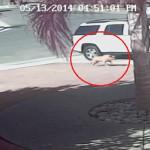 gato que salva a un niño del ataque de un perro