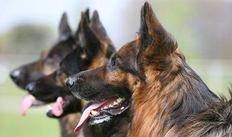 Perros entrenados para detectar el cáncer de próstata