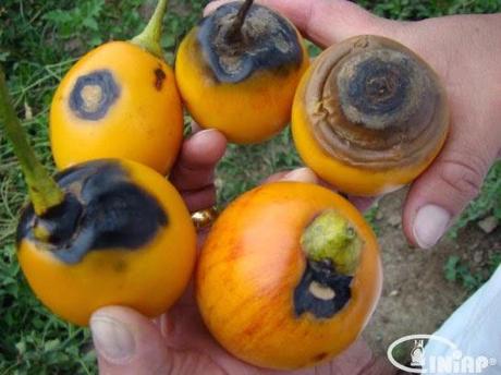 Continuamos la defensa: la antracnosis