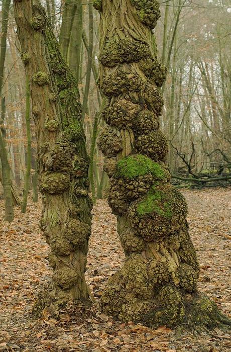 Continuamos la defensa: la antracnosis