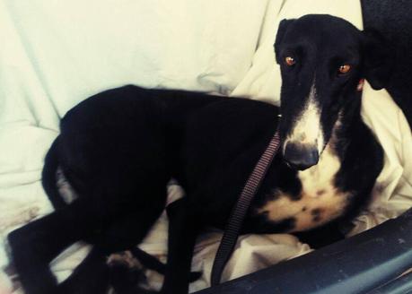 SURI, DESECHO DE UNA REALA...(CIUDAD REAL)