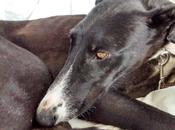 Suri, desecho reala...(ciudad real)