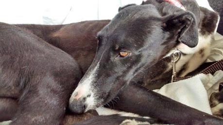 SURI, DESECHO DE UNA REALA...(CIUDAD REAL)