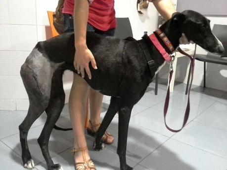 SURI, DESECHO DE UNA REALA...(CIUDAD REAL)