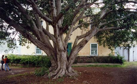 Un hotel rural con sabor canario