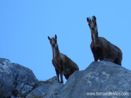 Naranjo de Bulnes: ruta de dos días Rebecos Picos Europa