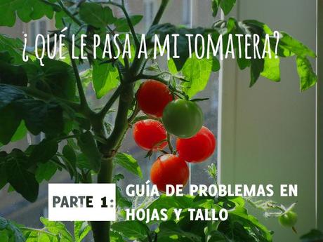 Guía rápida de identificación de problemas en el cultivo de tomates, ya sea en una maceta o en un huerto urbano.