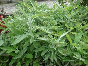 salvia