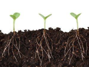 semillas ecológicas