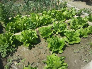 ¿Por qué comer verduras y hortalizas todos los días? hortalizas y verduras consumir