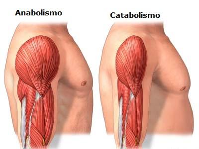 El Catabolismo muscular