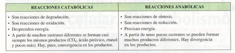 El Catabolismo muscular