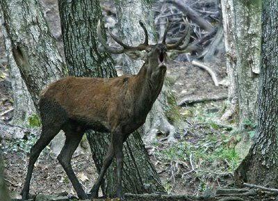 Parque Nacional de Casentino, Monte Falterona y Campigna: bosques milenarios y ambientes naturales, escenario de la antigua presencia humana.