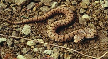 Parque Nacional de Casentino, Monte Falterona y Campigna: bosques milenarios y ambientes naturales, escenario de la antigua presencia humana.