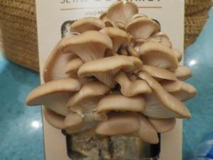 Cultivar setas en casa-Curiosidades gastronómicas