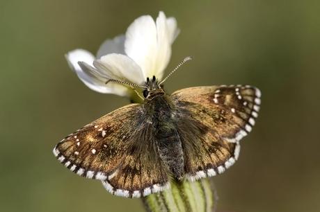 Para ampliar Pyrgus serratulae hacer clic