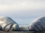 Lindo corto animación sobre elefantes marinos