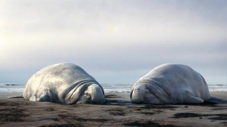 corto animado sobre elefantes marinos