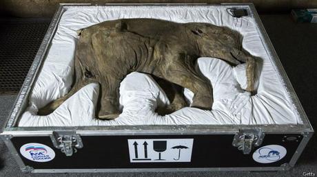 Lyuba,el  bebé mamut