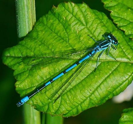 Caballitos azules de primavera