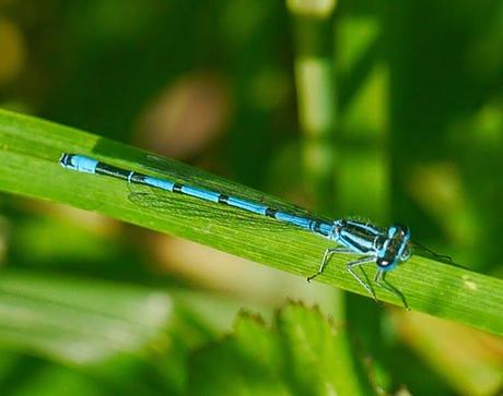 Caballitos azules de primavera