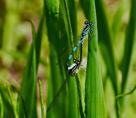 Caballitos azules de primavera