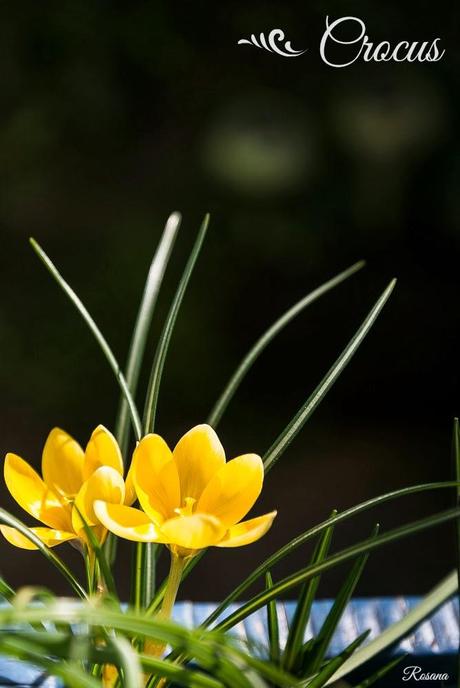 Mon Cahier de Broderie - Hoja 1