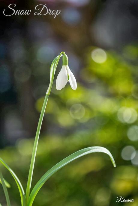 Mon Cahier de Broderie - Hoja 1