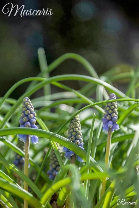 Mon Cahier de Broderie - Hoja 1