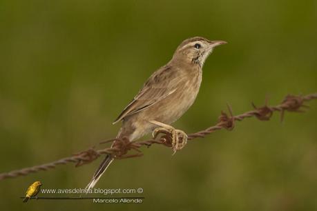 Leñatero (Firewood-Gatherer) Anumbius annumbi