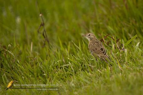 Leñatero (Firewood-Gatherer) Anumbius annumbi